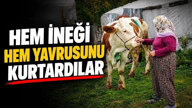 Hem İneği, Hem Yavrusunu Kurtardılar