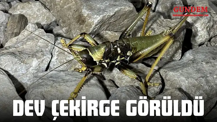İnebolu’da Dev Çekirge Görüldü