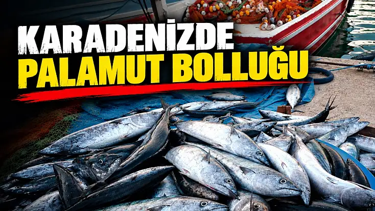 Karadenizde Palamut Bolluğu