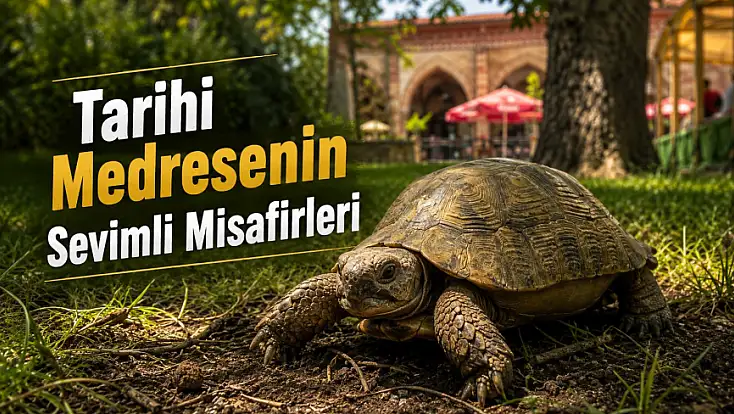 Münire Medresesi’nin Sevimli Sakinleri İlgi Odağı