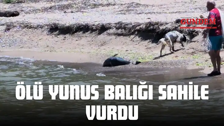 Ölü Yunus Balığı Sahile Vurdu