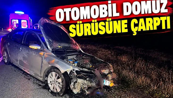 Otomobil Domuz Sürüsüne Çarptı