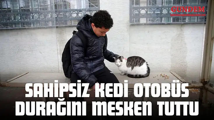 Sahipsiz Kedi Otobüs Durağını Mesken Tuttu