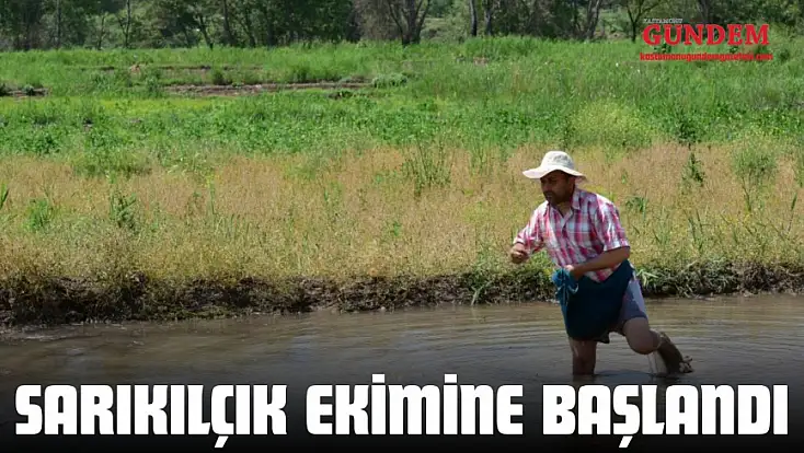 Sarıkılçık Ekimine Başlandı