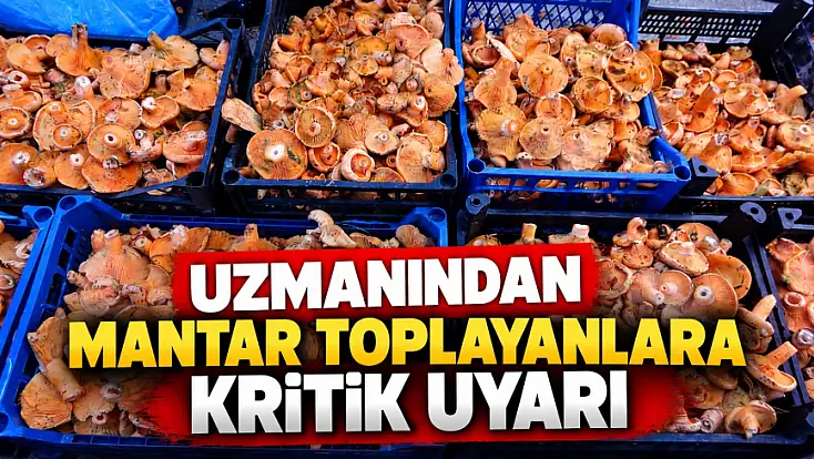 Uzmanından Mantar Toplayanlara Kritik Uyarı