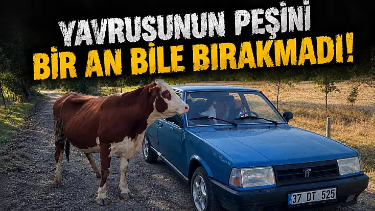 Yavrusunun Peşini Bir An Bile Bırakmadı!