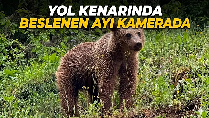 Yol Kenarında Beslenen Ayı Kamerada