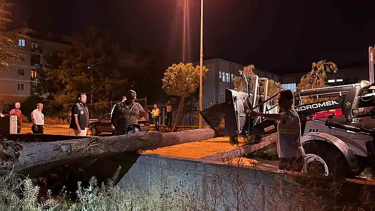 Çorum'da rüzgarın şiddetine dayanamayan ağaç yola devrildi