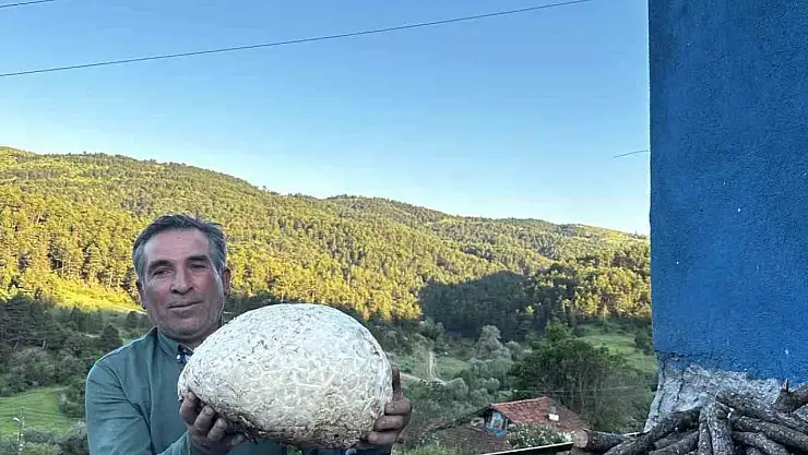 Vatandaşın bulduğu 5 kiloluk mantar şaşırttı
