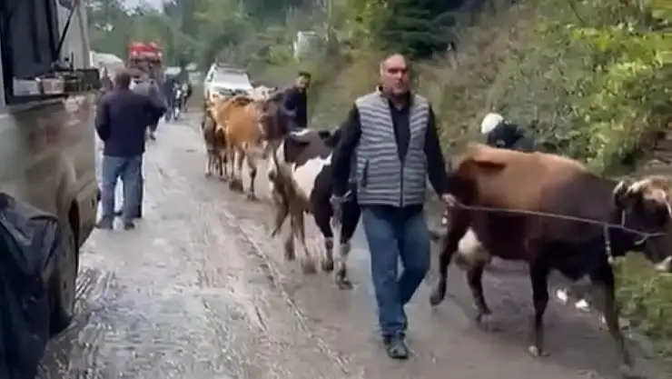 Yangından Kurtarılan Büyükbaş Hayvanlar Tahliye Edildi