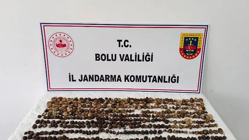 Bolu'da yabani salep toplayan 3 kişiye rekor ceza: 2 milyon 97 bin TL