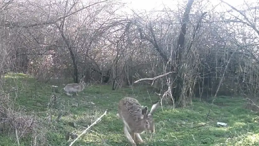 Çankırı'da Yaban Hayatı Kamerada