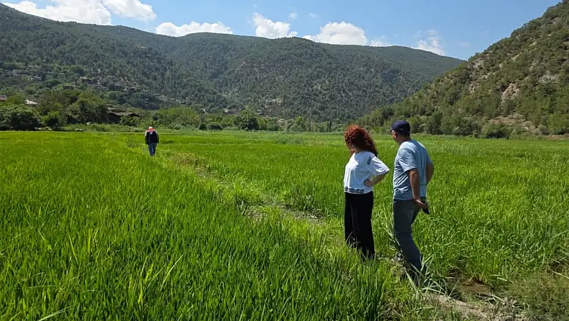 Çeltik Ekili Alanlarda Saha Denetimi Yapıldı