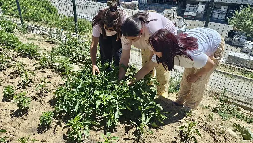 Çocuklar Emeklerinin Karşılığını Hasatta Aldı