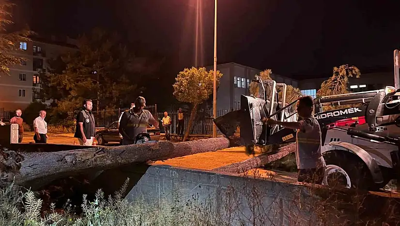 Çorum'da rüzgarın şiddetine dayanamayan ağaç yola devrildi