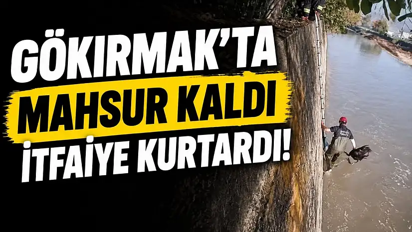 Gökırmak'ta Mahsur Kaldı, İtfaiye Kurtardı!