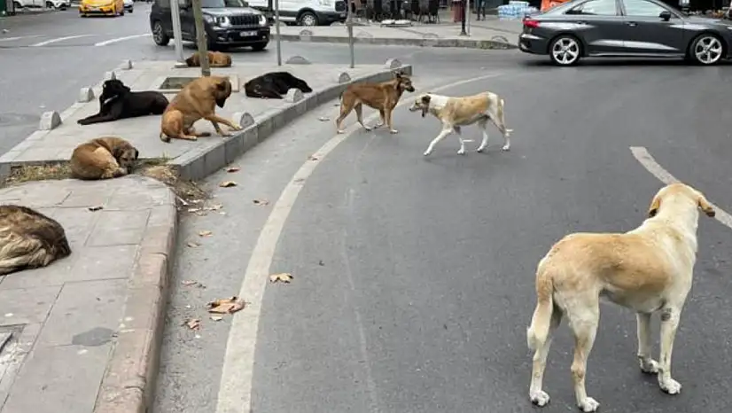 Hayvanları Sokağa Terk Edenlere Ceza Uygulanacak