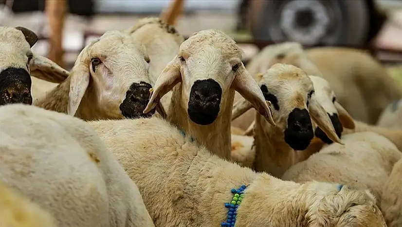 Kastamonu'da Vekaletle Kurban Bağışı Başladı