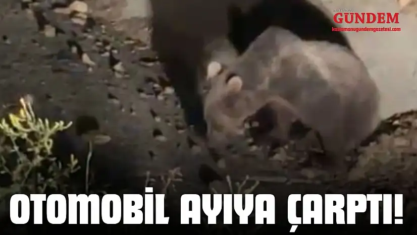 Otomobil Ayıya Çarptı! O Anlar Görüntülendi