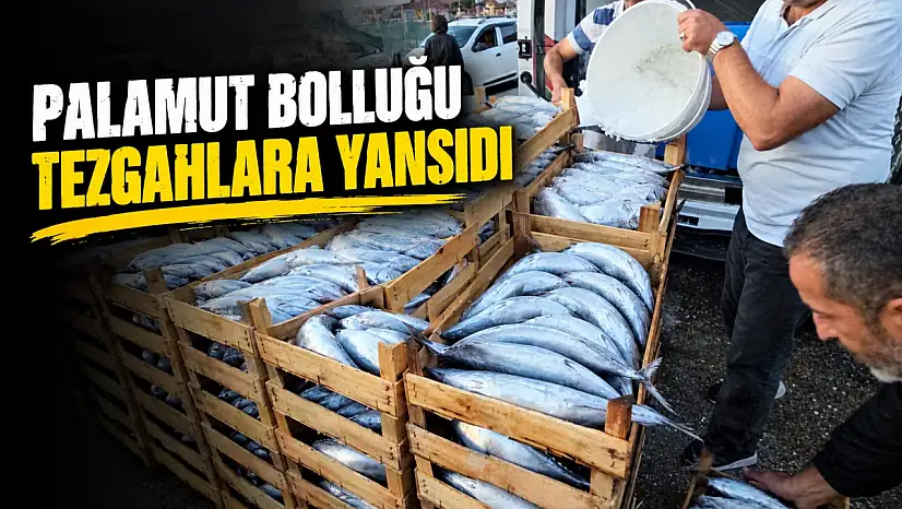 Palamut Bolluğu Tezgahlara Yansıdı