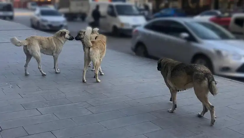 Sahipsiz Hayvanlara Yönelik Denetim Yapılacak