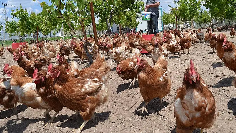 Tavuk Eti Üretimi 232 Bin 63 Ton Oldu