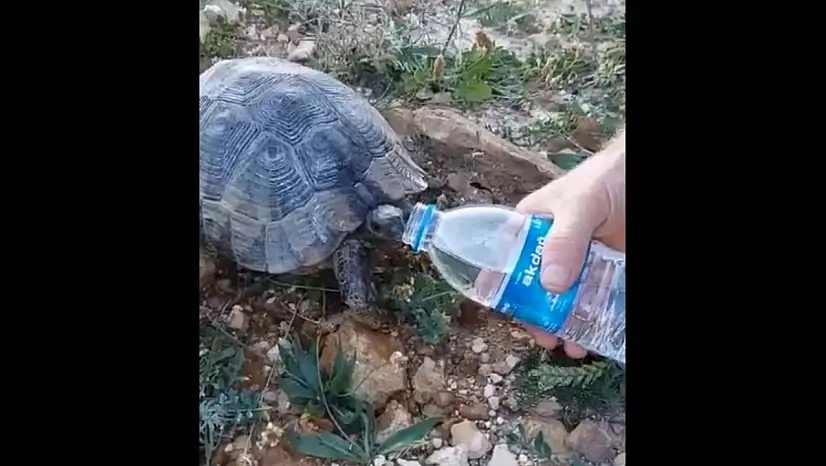 Kaplumbağaya elleriyle su içirdi