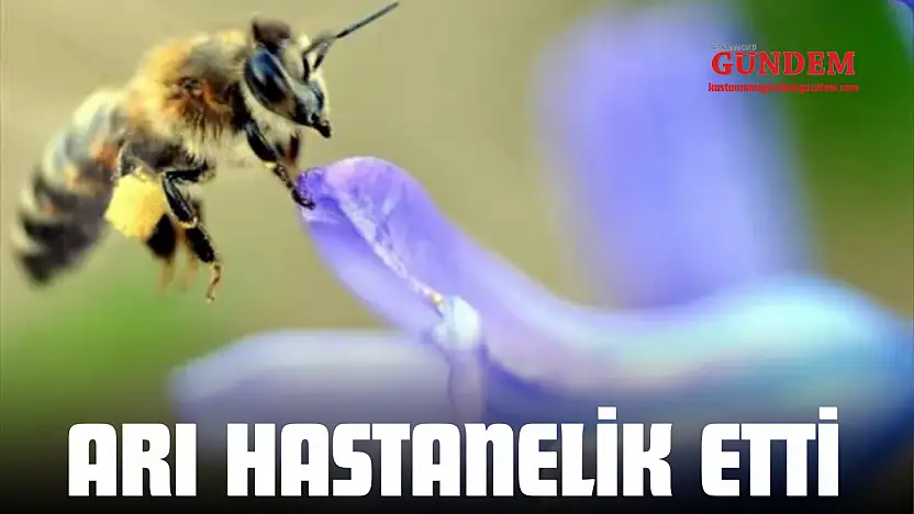 Arı Hastanelik Etti