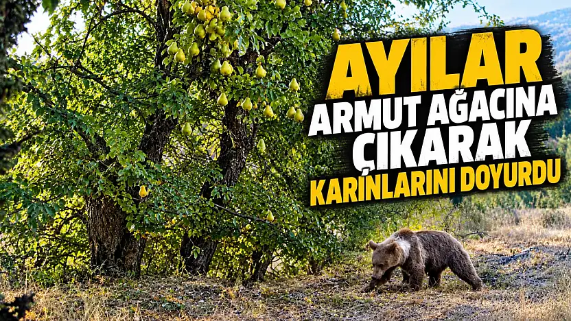 Ayılar Armut Ağacına Çıkarak Karınlarını Doyurdu
