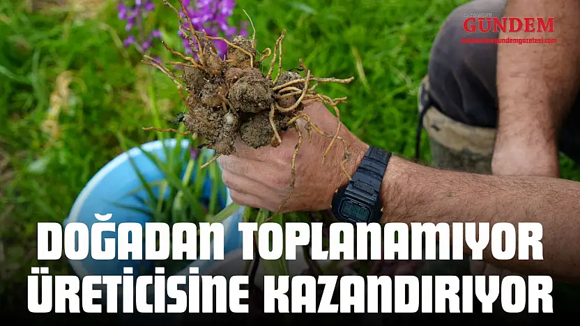 Doğadan Toplanamıyor, Üreticisine Kazandırıyor