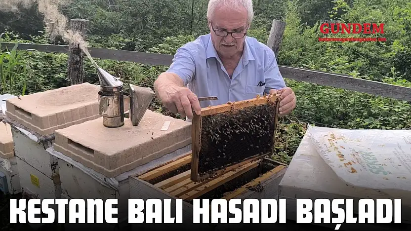 Kestane Balı Hasadı Başladı