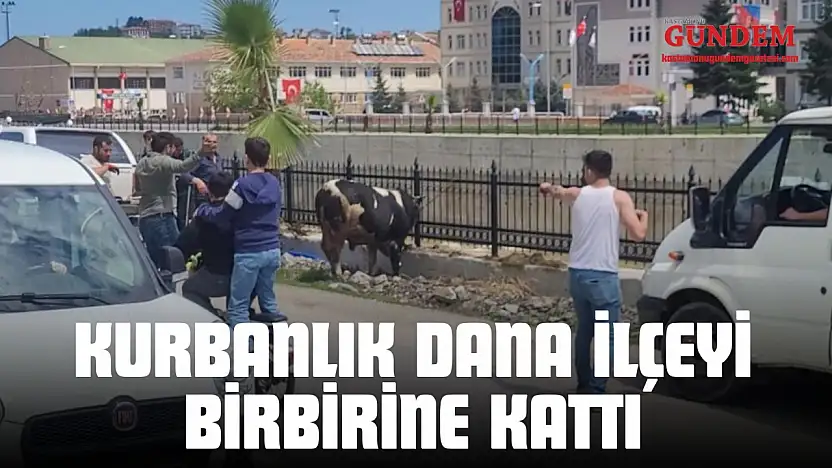 Kurbanlık Dana İlçeyi Birbirine Kattı