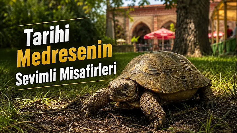 Münire Medresesi'nin Sevimli Sakinleri İlgi Odağı