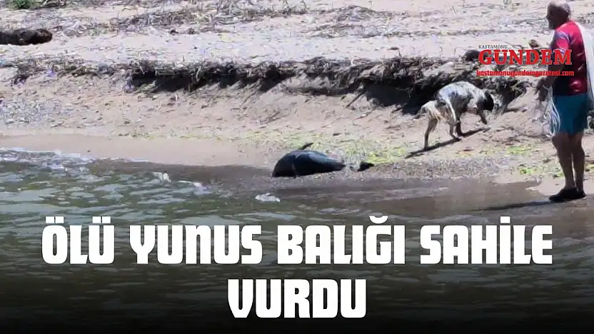 Ölü Yunus Balığı Sahile Vurdu