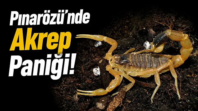 Pınarözü'nde Akrep Paniği!