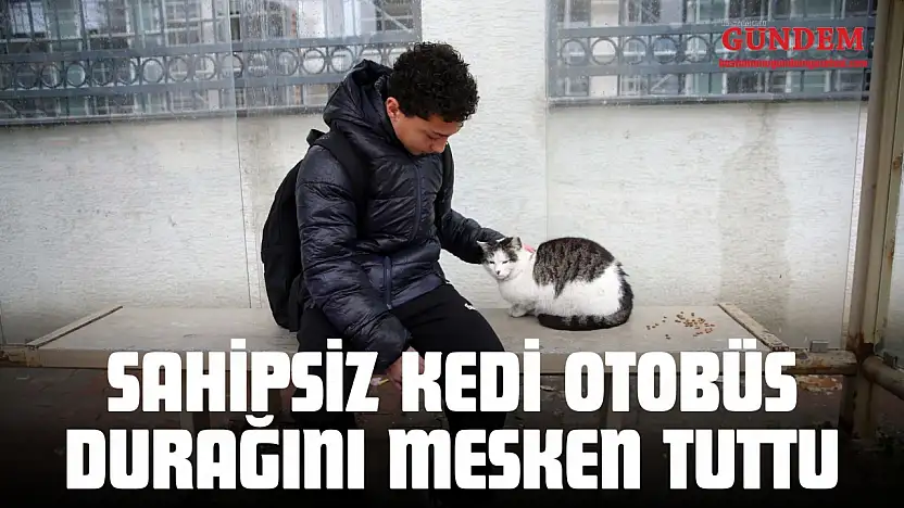 Sahipsiz Kedi Otobüs Durağını Mesken Tuttu