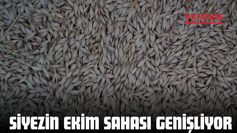 Siyezin Ekim Sahası Genişliyor