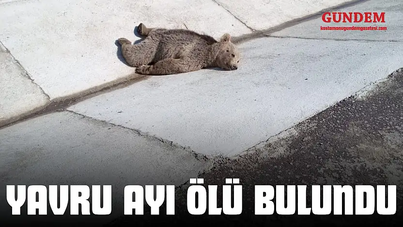 Yavru Ayı Ölü Bulundu