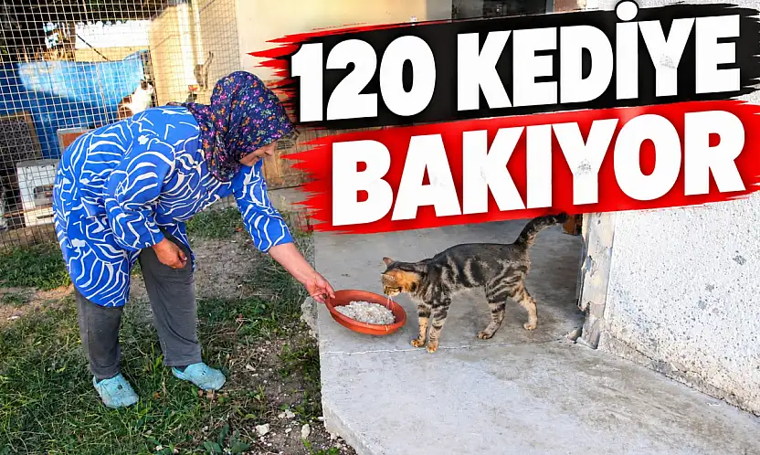 120 Kediye Bakıyor