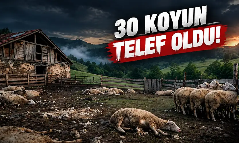 30 Koyun Telef Oldu!
