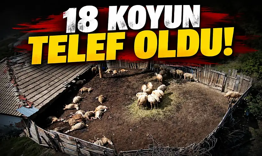 18 Koyun Telef Oldu!