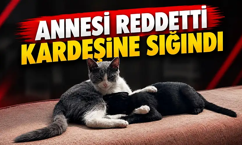 Annesi Reddetti, Kardeşine Sığındı