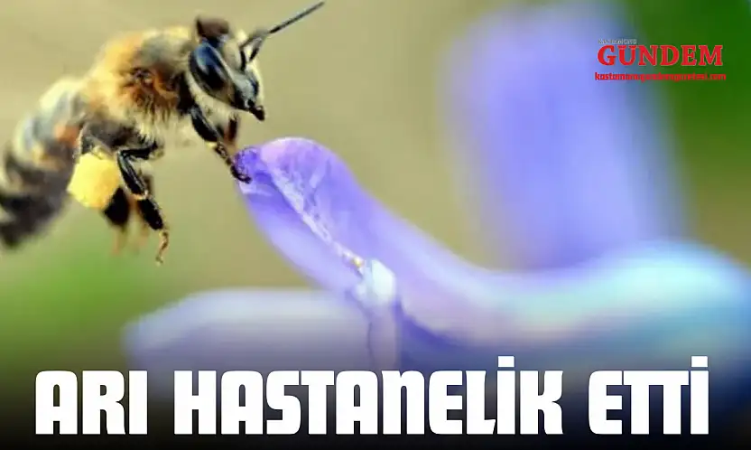 Arı Hastanelik Etti