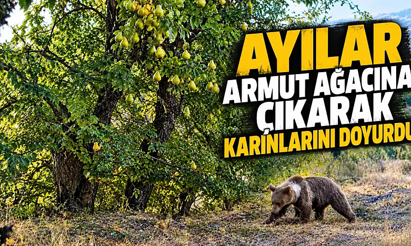 Ayılar Armut Ağacına Çıkarak Karınlarını Doyurdu
