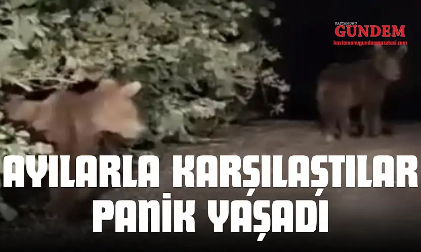 Ayılarla Karşılaşan Vatandaşlar Panik Yaşadı