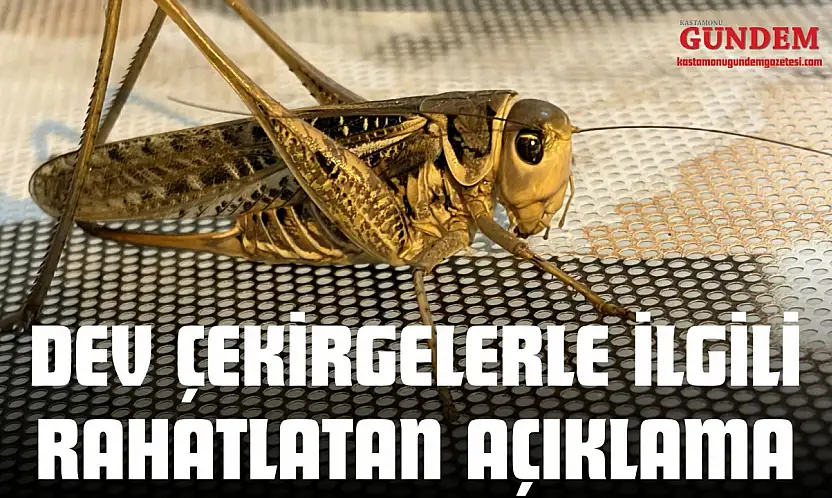 Dev Çekirgelerle İlgili Rahatlatan Açıklama