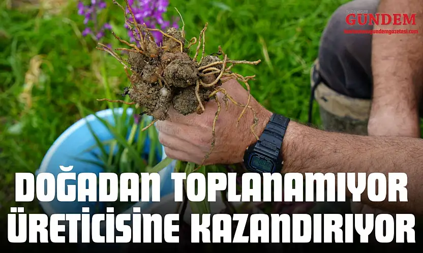 Doğadan Toplanamıyor, Üreticisine Kazandırıyor