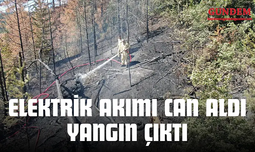 Elektrik Akımı Can Aldı, Orman Alevlere Teslim Oldu