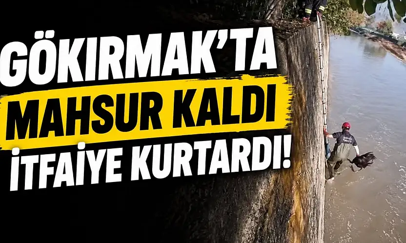 Gökırmak'ta Mahsur Kaldı, İtfaiye Kurtardı!