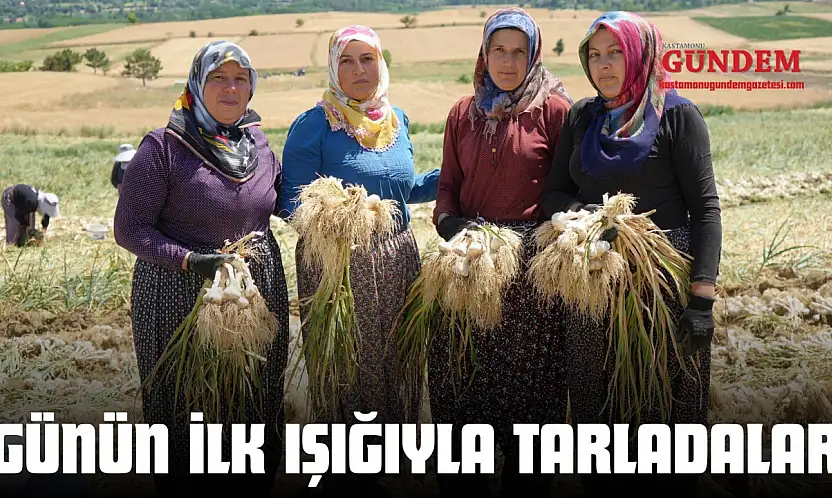 Günün İlk Işığıyla Tarladalar